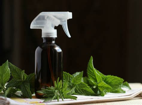 Peppermint vs. Spearmint: Understanding the Differences and Best Uses